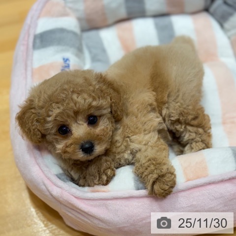 トイ・プードルの写真