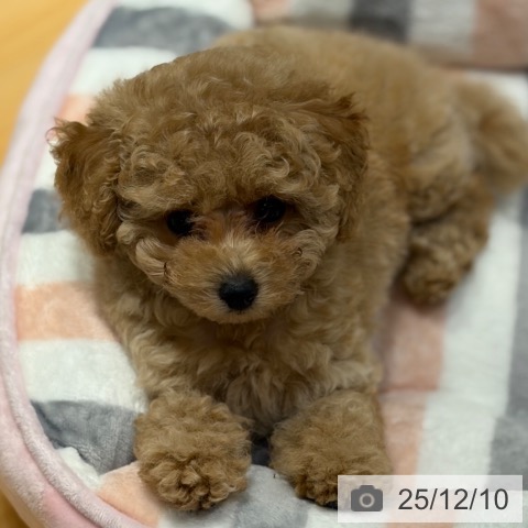 奈良県のトイプードル(トイ) (ペットプラス 大和郡山店/2025年9月29日生まれ/女の子/シャンパン)の子犬の3枚目の画像