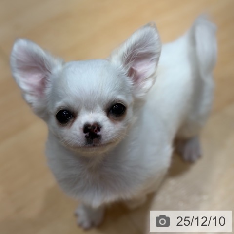 奈良県のチワワ(ロング) (ペットプラス 大和郡山店/2025年9月29日生まれ/女の子/ホワイトクリーム)の子犬の3枚目の画像