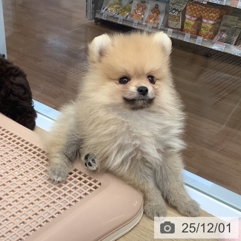 大阪府のポメラニアン (ペットプラス りんくう泉南店/2025年9月27日生まれ/男の子/クリーム)の子犬の4枚目の画像