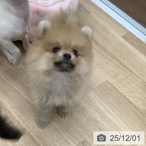 大阪府のポメラニアン (ペットプラス りんくう泉南店/2025年9月27日生まれ/男の子/クリーム)の子犬の3枚目の画像