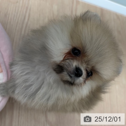 京都府のポメラニアン (ペットプラス 京都桂川店/2025年9月27日生まれ/女の子/クリームセーブル)の子犬の4枚目の画像