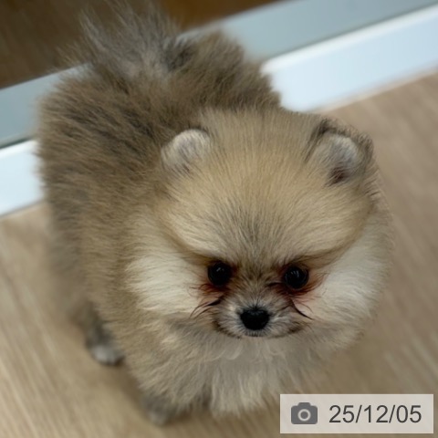 京都府のポメラニアン (ペットプラス 京都桂川店/2025年9月27日生まれ/女の子/クリームセーブル)の子犬の3枚目の画像