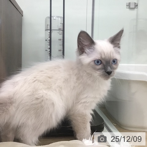 福岡県のラグドール (ペットプラス 春日店/2025年9月29日生まれ/男の子/ブルーポイントミテッド)の子猫の3枚目の画像