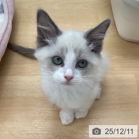 福岡県のラグドール (ペットプラス 黒崎店/2025年9月29日生まれ/男の子/ブルーポイントバイカラー)の子猫の3枚目の画像
