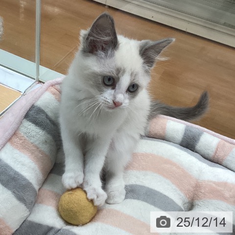 福岡県のラグドール (ペットプラス 黒崎店/2025年9月29日生まれ/男の子/ブルーポイントバイカラー)の子猫の3枚目の画像