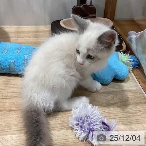 ラグドールの写真