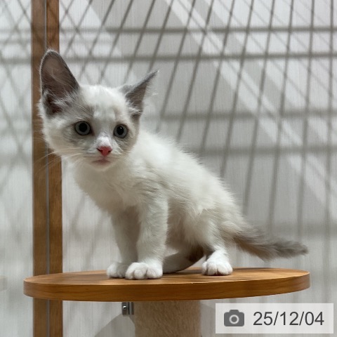 ラグドールの写真