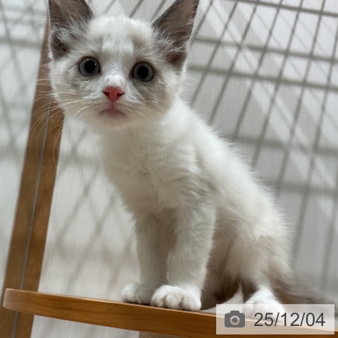 ラグドールの写真