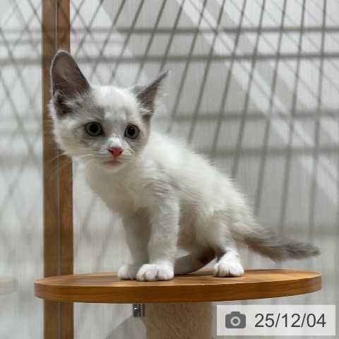 ラグドールの写真