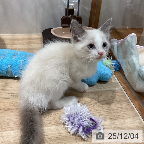 ラグドールの写真