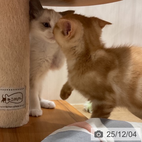 ラグドールの写真