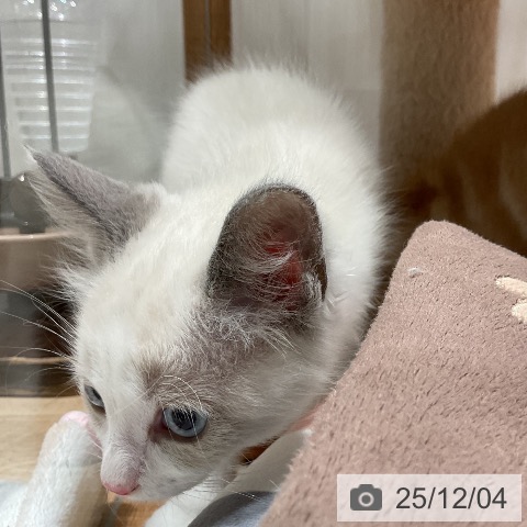 ラグドールの写真