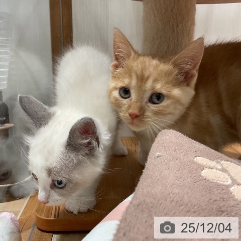 ラグドールの写真