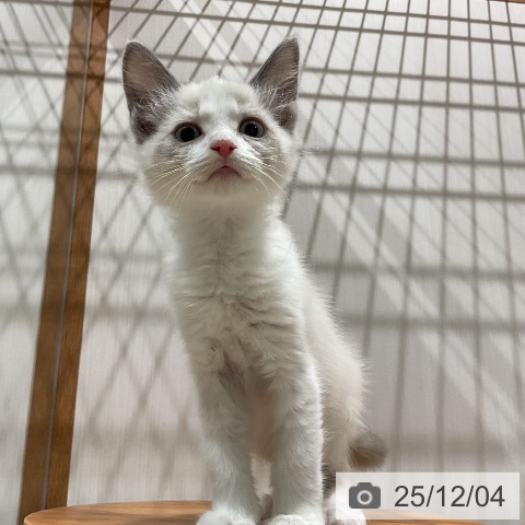 ラグドールの写真