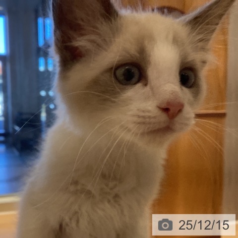 鹿児島県のラグドール (ペットプラス 姶良店/2025年9月29日生まれ/男の子/ブルーポイントバイカラー)の子猫の4枚目の画像