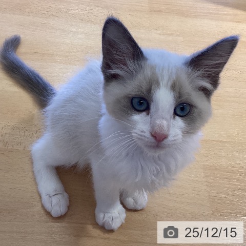 鹿児島県のラグドール (ペットプラス 姶良店/2025年9月29日生まれ/男の子/ブルーポイントバイカラー)の子猫の3枚目の画像
