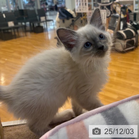 ラグドールの写真