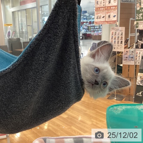 ラグドールの写真