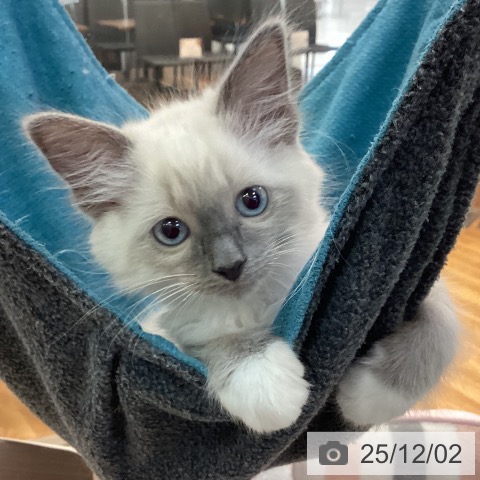 ラグドールの写真