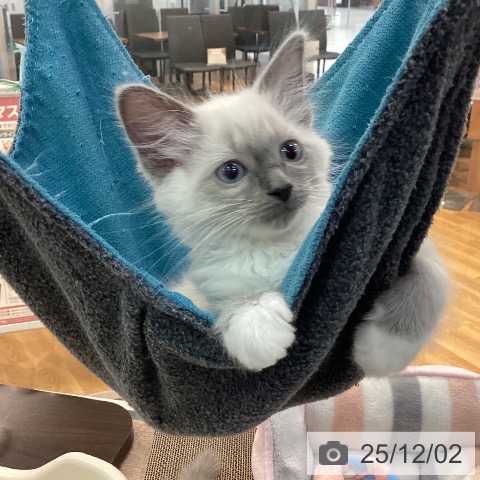 ラグドールの写真