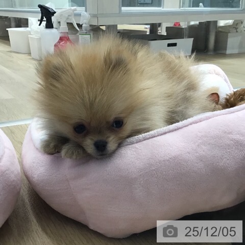 茨城県のポメラニアン (ペットプラス つくば店/2025年9月20日生まれ/女の子/オレンジ)の子犬の3枚目の画像