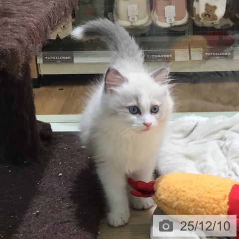 宮崎県のラグドール (ペットプラス 宮崎店/2025年9月28日生まれ/男の子/ブルーポイントバイカラー)の子猫の4枚目の画像
