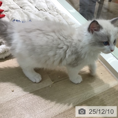 宮崎県のラグドール (ペットプラス 宮崎店/2025年9月28日生まれ/男の子/ブルーポイントバイカラー)の子猫の3枚目の画像