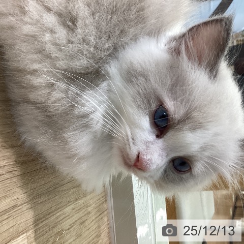 宮崎県のラグドール (ペットプラス 宮崎店/2025年9月28日生まれ/男の子/ブルーポイントバイカラー)の子猫の4枚目の画像