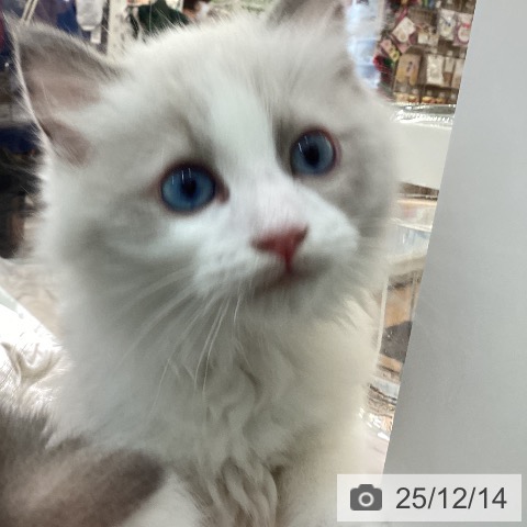 宮崎県のラグドール (ペットプラス 宮崎店/2025年9月28日生まれ/男の子/ブルーポイントバイカラー)の子猫の3枚目の画像