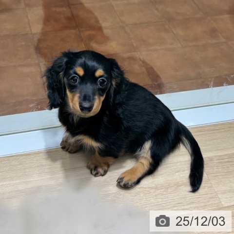 大阪府のミニチュアダックスフンド(ロング) (ペットプラス 四條畷店/2025年9月26日生まれ/女の子/ブラックタン)の子犬の4枚目の画像