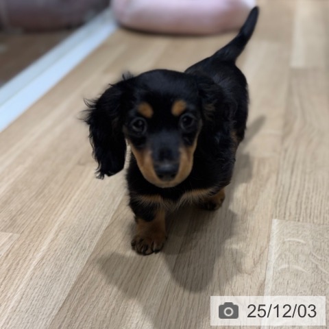 大阪府のミニチュアダックスフンド(ロング) (ペットプラス 四條畷店/2025年9月26日生まれ/女の子/ブラックタン)の子犬の3枚目の画像