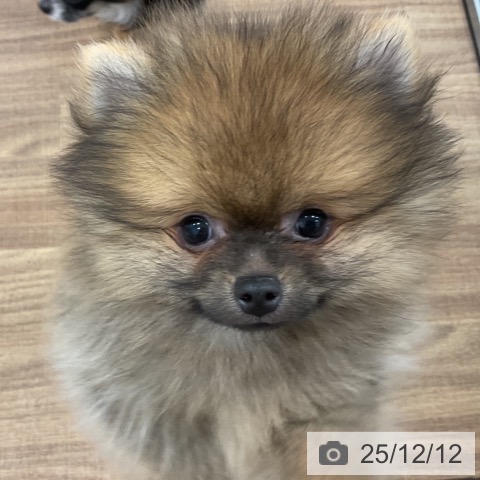 茨城県のポメラニアン (ペッツワン 古河店/2025年9月29日生まれ/女の子/オレンジセーブル)の子犬の4枚目の画像