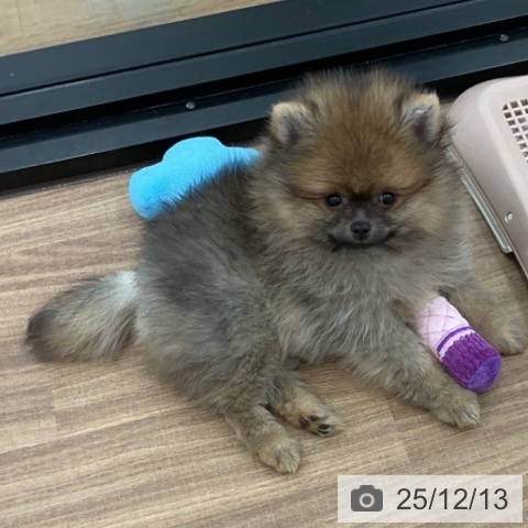 茨城県のポメラニアン (ペッツワン 古河店/2025年9月29日生まれ/女の子/オレンジセーブル)の子犬の3枚目の画像