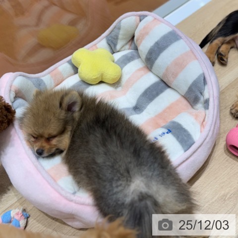 大阪府のポメラニアン (ペットプラス 四條畷店/2025年9月29日生まれ/女の子/オレンジ)の子犬の4枚目の画像