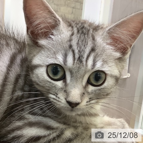 マンチカンの写真