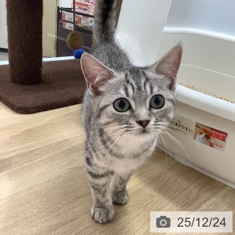 兵庫県のマンチカン (ペットプラス 明石店/2025年9月15日生まれ/男の子/シルバータビー)の子猫の4枚目の画像
