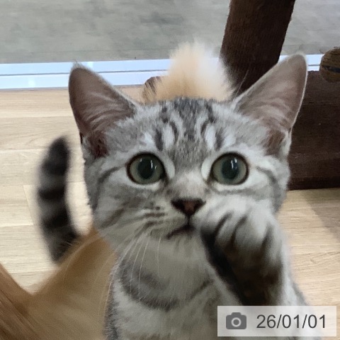 兵庫県のマンチカン (ペットプラス 明石店/2025年9月15日生まれ/男の子/シルバータビー)の子猫の4枚目の画像