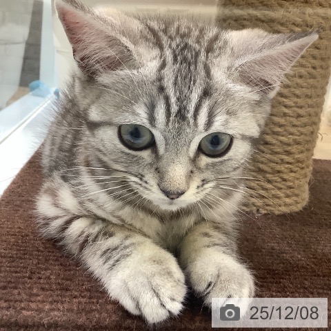 マンチカンの写真