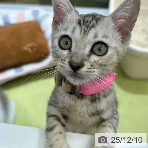 京都府のマンチカン (ペットプラス 京都桂川店/2025年9月15日生まれ/女の子/シルバーパッチドタビー)の子猫の4枚目の画像