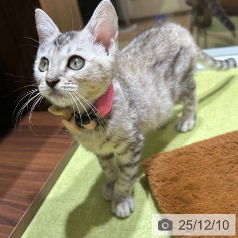 京都府のマンチカン (ペットプラス 京都桂川店/2025年9月15日生まれ/女の子/シルバーパッチドタビー)の子猫の3枚目の画像