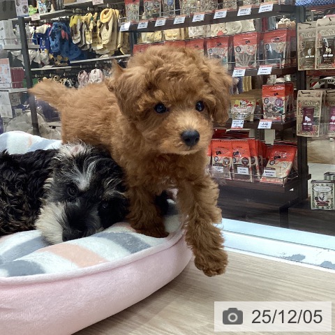 大阪府のトイプードル(トイ) (ペットプラス ららぽーと和泉店/2025年9月28日生まれ/男の子/レッド)の子犬の4枚目の画像