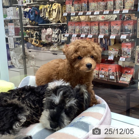 大阪府のトイプードル(トイ) (ペットプラス ららぽーと和泉店/2025年9月28日生まれ/男の子/レッド)の子犬の3枚目の画像