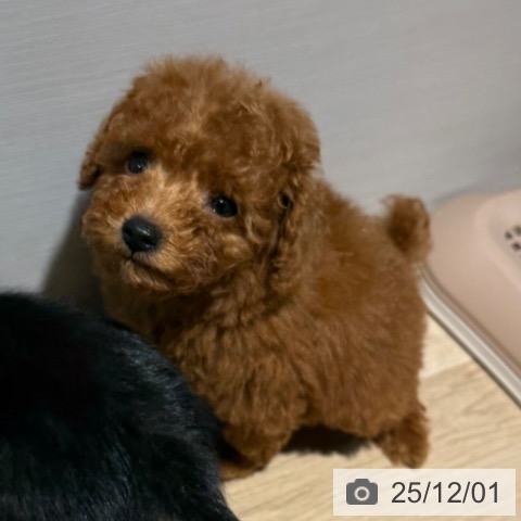 トイ・プードルの写真