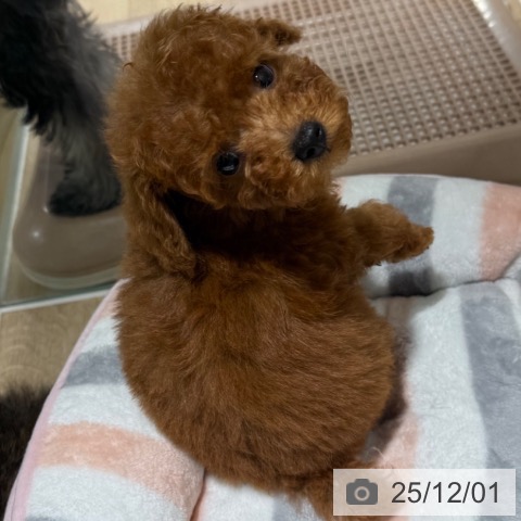 トイ・プードルの写真