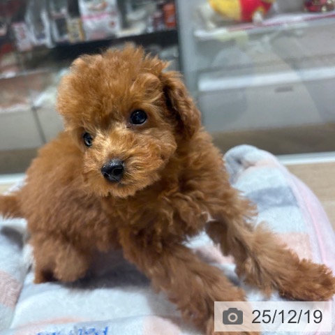 兵庫県のトイプードル(トイ) (ペットプラス 神戸三宮店/2025年9月28日生まれ/女の子/レッド)の子犬の4枚目の画像