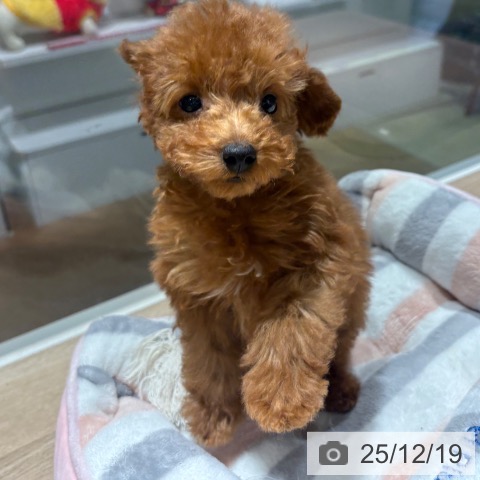 兵庫県のトイプードル(トイ) (ペットプラス 神戸三宮店/2025年9月28日生まれ/女の子/レッド)の子犬の3枚目の画像