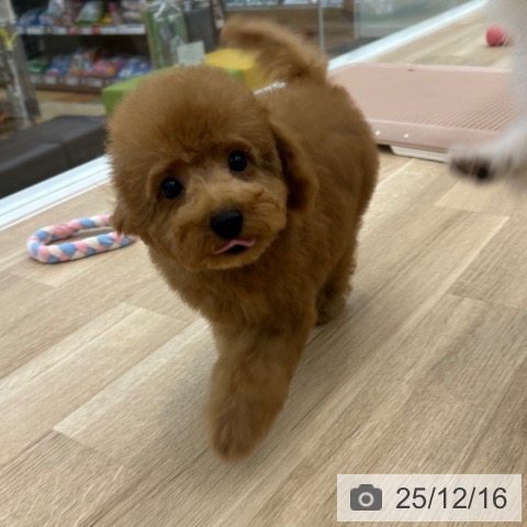 大阪府のトイプードル(トイ) (ペットプラス 松原店/2025年9月28日生まれ/女の子/レッド)の子犬の4枚目の画像