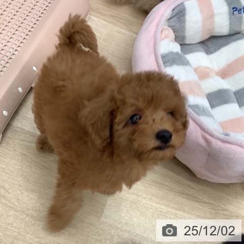 トイ・プードルの写真