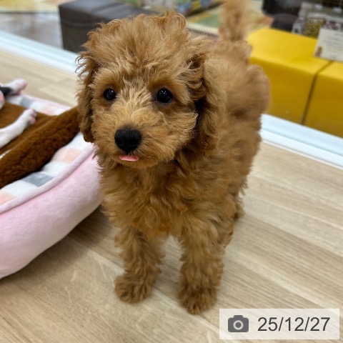 大阪府のトイプードル(トイ) (ペットプラス 松原店/2025年9月28日生まれ/女の子/レッド)の子犬の3枚目の画像